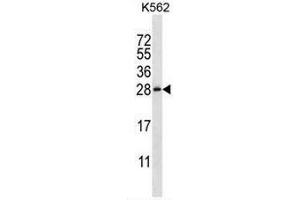 CSHL1 Antibody (C-term) western blot analysis in K562 cell line lysates (35µg/lane). (CSHL1 anticorps  (C-Term))
