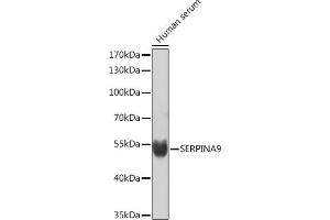 Western blot analysis of extracts of Human serum, using SERPIN Rabbit pAb (ABIN7270241) at 1:1000 dilution. (SERPINA9 anticorps  (AA 110-210))