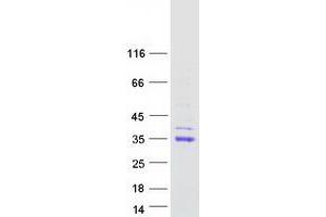 Validation with Western Blot