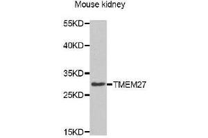 Western Blotting (WB) image for anti-Transmembrane Protein 27 (TMEM27) antibody (ABIN1875117) (TMEM27 anticorps)