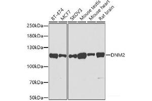 Western blot analysis of extracts of various cell lines using DNM2 Polyclonal Antibody at dilution of 1:500. (DNM2 anticorps)
