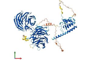 AlphaFold protein structure predicition of Human Recombinant WDR36 Protein, UniprotID Q8NI36