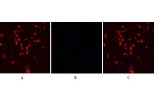 Immunofluorescence analysis of rat heart tissue. (Connexin 43/GJA1 anticorps  (AA 310-390))