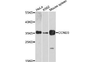 Western blot analysis of extracts of various cell lines, using CCND3 antibody. (Cyclin D3 anticorps)