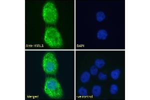 ABIN334421 Immunofluorescence analysis of paraformaldehyde fixed A431 cells, permeabilized with 0.