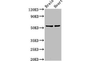 Western Blot Positive WB detected in: Rat brain tisseu, Rat heart tissue All lanes: RBM45 antibody at 12 μg/mL Secondary Goat polyclonal to rabbit IgG at 1/50000 dilution Predicted band size: 54, 38 kDa Observed band size: 54 kDa (RBM45 anticorps  (AA 170-244))