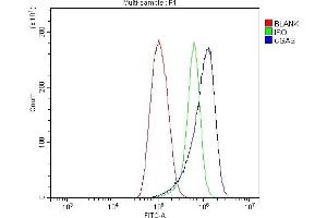 Flow Cytometry analysis of THP-1 cells using anti-CGAS antibody (ABIN7600586). (C6orf150 anticorps  (AA 208-522))