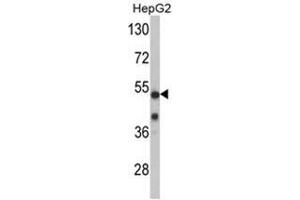 Western blot analysis of PFTK1 Antibody (N-term P82) in mouse cerebellum tissue lysates (35ug/lane). (CDK14 anticorps  (N-Term))