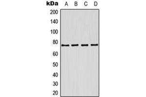 Western blot analysis of Kv7. (KCNQ1 anticorps  (Center))