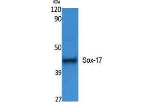 Western Blotting (WB) image for anti-SRY (Sex Determining Region Y)-Box 17 (SOX17) (Internal Region) antibody (ABIN3178087) (SOX17 anticorps  (Internal Region))