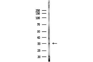 anti-PKAalpha Cat (Internal Region) antibody
