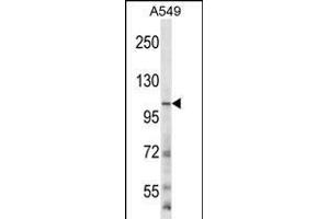 GRIN3B Antibody (C-term) (ABIN656225 and ABIN2845542) western blot analysis in A549 cell line lysates (35 μg/lane). (GRIN3B anticorps  (C-Term))