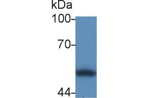 Detection of CALR in Human HL60 cell lysate using Polyclonal Antibody to Calreticulin (CALR) (Calreticulin anticorps  (AA 18-193))