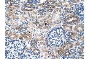 SLC14A1 antibody was used for immunohistochemistry at a concentration of 4-8 ug/ml to stain Epithelial cells of renal tubule (arrows) in Human Kidney.