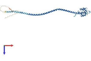 AlphaFold protein structure predicition of Human Recombinant CD207 Protein, UniprotID Q9UJ71