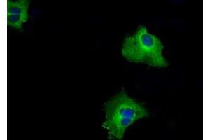 Anti-RALBP1 mouse monoclonal antibody (ABIN2453579) immunofluorescent staining of COS7 cells transiently transfected by pCMV6-ENTRY RALBP1 (RC201524). (RALBP1 anticorps)