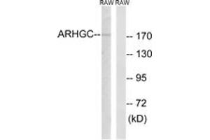 Western blot analysis of extracts from RAW264. (ARHGEF12 anticorps  (AA 449-498))