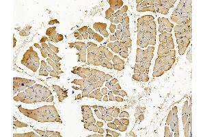 C20orf27 Antibody at 1/100 staining rat muscle tissue by IHC-P. (C20ORF27 anticorps)