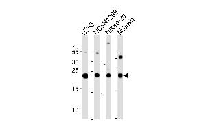 UCHL1 Antibody (C-term) (ABIN388870 and ABIN2839166) western blot analysis in ,NCI-,mouse Neuro-2a cell line and mouse brain tissue lysates (35 μg/lane). (UCHL1 anticorps  (C-Term))
