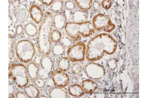 Immunoperoxidase of purified MaxPab antibody to ACADM on formalin-fixed paraffin-embedded human kidney. (Medium-Chain Specific Acyl-CoA Dehydrogenase, Mitochondrial (AA 1-421) anticorps)