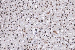 ABIN6269028 at 1/200 staining human Liver tissue sections by IHC-P. (CDKN2B anticorps  (Internal Region))