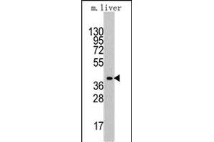 Western blot analysis of ALDOA polyclonal antibody  in mouse liver tissue lysates (35 ug/lane). (ALDOA anticorps  (C-Term))