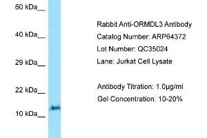 Western Blotting (WB) image for anti-ORM1-Like 3 (ORMDL3) (N-Term) antibody (ABIN2774396) (ORMDL3 anticorps  (N-Term))