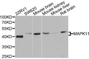 Western blot analysis of extracts of various cells, using MAPK11 antibody. (MAPK11 anticorps)
