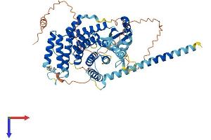 AlphaFold protein structure predicition of Mouse Recombinant Spata16 Protein, UniprotID Q8C636