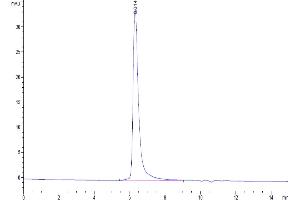 The purity of Biotinylated Human CEACAM-6 is greater than 95 % as determined by SEC-HPLC.