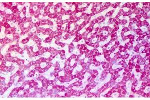 Anti-ASPM antibody IHC staining of human liver.