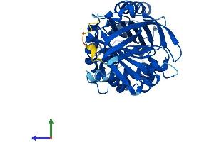 AlphaFold protein structure predicition of Mouse Recombinant Serpinb5 Protein, UniprotID P70124