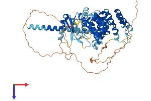 AlphaFold protein structure predicition of Human Recombinant SPATA16 Protein, UniprotID Q9BXB7