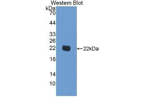 Western blot analysis of recombinant Human SMOX. (SMOX anticorps  (AA 1-165))