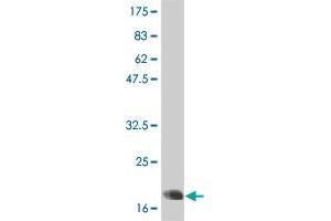 Western Blot detection against Immunogen (21 KDa) . (IL-6 anticorps  (AA 29-212))