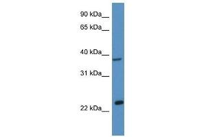 Western Blot showing Ercc1 antibody used at a concentration of 1. (ERCC1 anticorps  (C-Term))