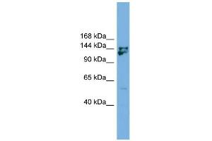 WB Suggested Anti-Mybbp1a Antibody Titration: 0. (MYBBP1A anticorps  (Middle Region))