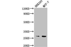 Western Blot Positive WB detected in: HEK293 whole cell lysate, MCF-7 whole cell lysate All lanes: NUDT21 antibody at 2. (NUDT21 anticorps  (AA 2-227))