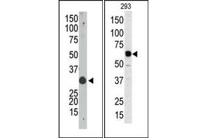 Image no. 1 for anti-Apolipoprotein B mRNA Editing Enzyme, Catalytic Polypeptide 1 (APOBEC1) (N-Term) antibody (ABIN356861)