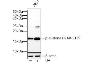 Western blot analysis of extracts of 293T cells, using Phospho-Histone H2AX-S139 antibody (ABIN6135258, ABIN6136140, ABIN6136141 and ABIN7101881) at 1:1000 dilution. (Histone H2A anticorps  (pSer139))