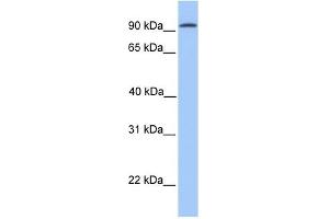 CDH16 antibody used at 1 ug/ml to detect target protein. (Cadherin-16 anticorps  (N-Term))