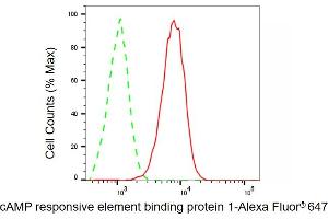 Flow cytometric analysis of cAMP responsive element binding protein 1 expression in C2C12 cells using cAMP responsive element binding protein 1 antibody (ABIN7797856), 1:1,000). (CREB1 anticorps)