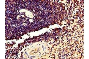 Immunohistochemistry of paraffin-embedded human spleen tissue using ABIN7173031 at dilution of 1:100 (TMEM11 anticorps  (AA 1-83))