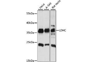 Western blot analysis of extracts of various cell lines, using LDHC antibody (ABIN6290561) at 1:1000 dilution. (Lactate Dehydrogenase C anticorps)
