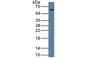 Rabbit Detection antibody from the kit in WB with Positive Control: Human hela cell lysate. (Phenylalanine Hydroxylase Kit ELISA)