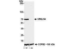 Western Blotting (WB) image for anti-Ubiquilin 4 (UBQLN4) (AA 2-601) antibody (ABIN7455161)