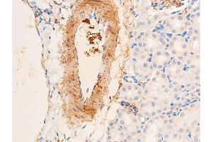 ABIN6267068 at 1/100 staining mouse kidney tissue sections by IHC-P.