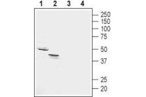 Western blot analysis of rat (lanes 1 and 3) and mouse (lanes 2 and 4) kidney membranes: - 1,2.