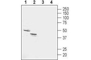 Western blot analysis of rat (lanes 1 and 3) and mouse (lanes 2 and 4) kidney membranes: - 1,2. (GPR4 anticorps  (2nd Extracellular Loop))
