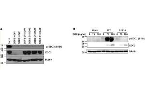 Western blot of Anti-EDC3 phospho S161 Antibody.